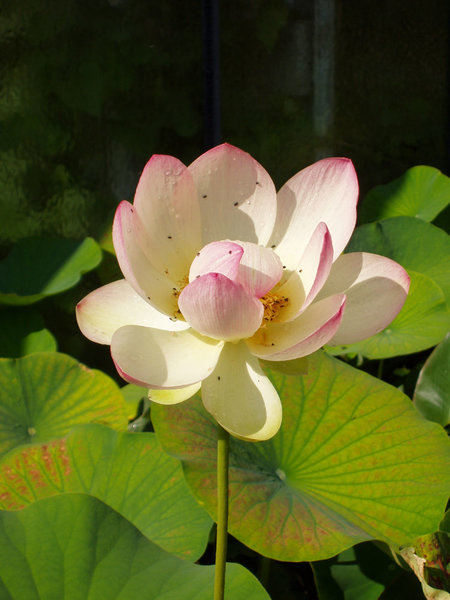 die Blüten waren mit schwarzen Minikäfern (ich glaube es sind Rapskäfer) übersäht