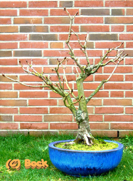 AESCULUS20081202.jpg