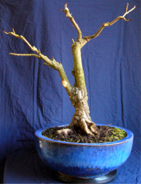 AESCULUS20090206v_64cmklein.jpg