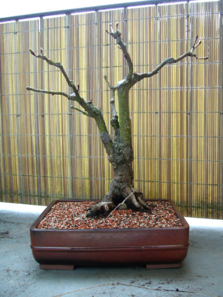 AESCULUS20090331v_64cmklein.jpg