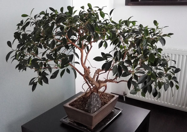 ficus1.jpg