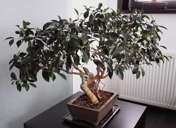 ficus2.jpg