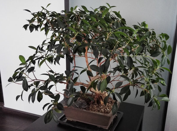 ficus3.jpg