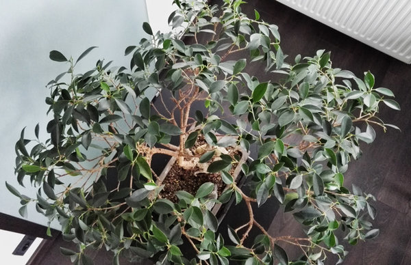 ficus4.jpg