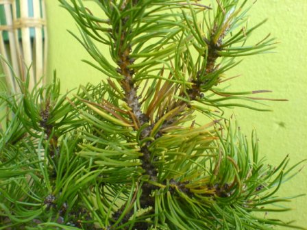 Pinus mugo (3).JPG