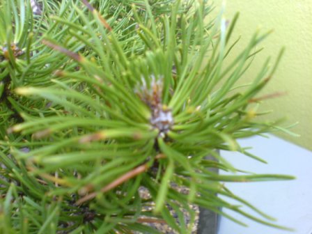 Pinus mugo (1).JPG
