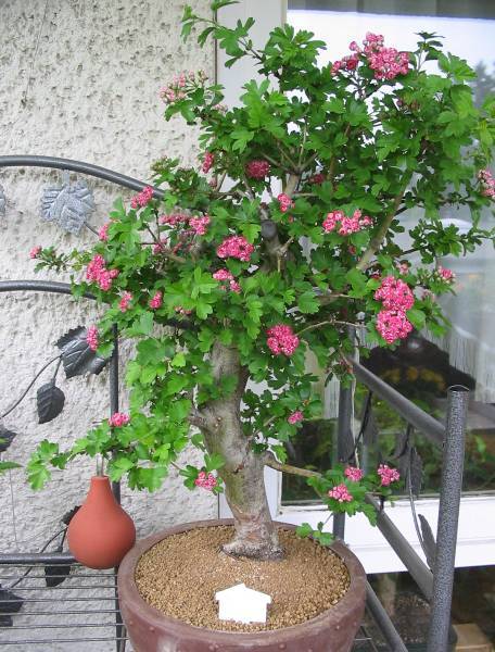 new_108_0872.jpg