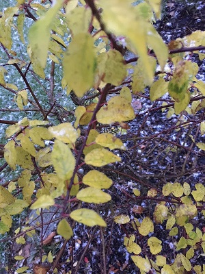 Baum2.jpeg