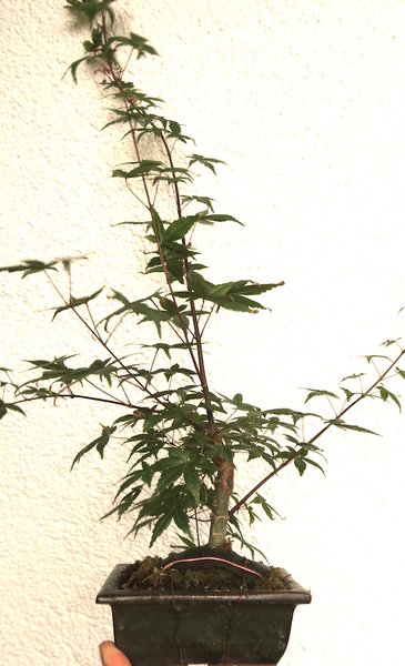 August 2015: Wachstum war gut