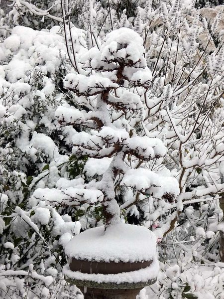 Larix.JPG
