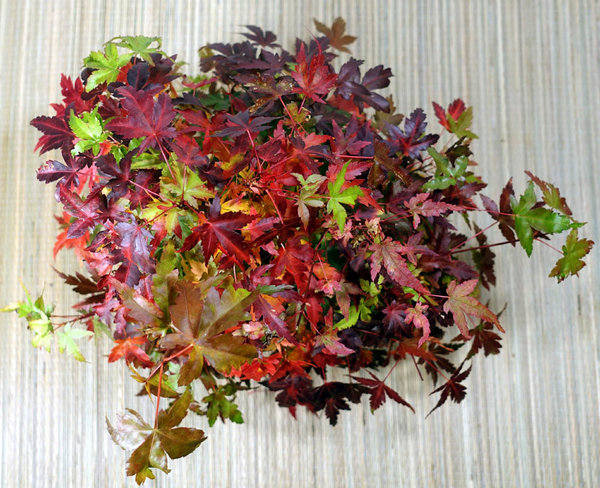 Herbstfarben von oben