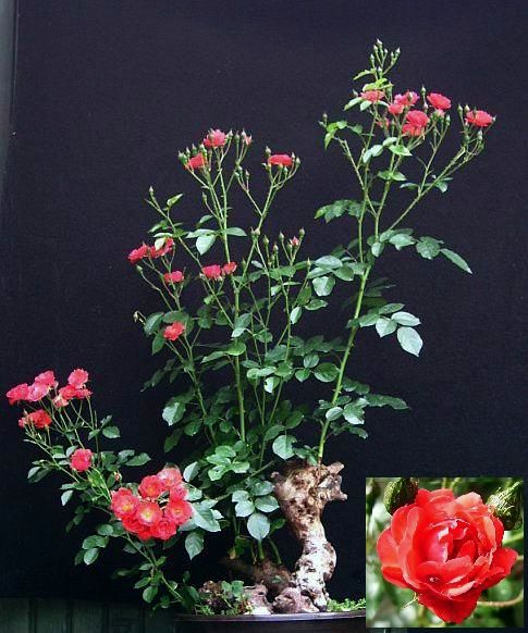 rosenriese-drache-2008-08.jpg