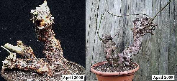 rosenriese-drache-2008-2009.jpg