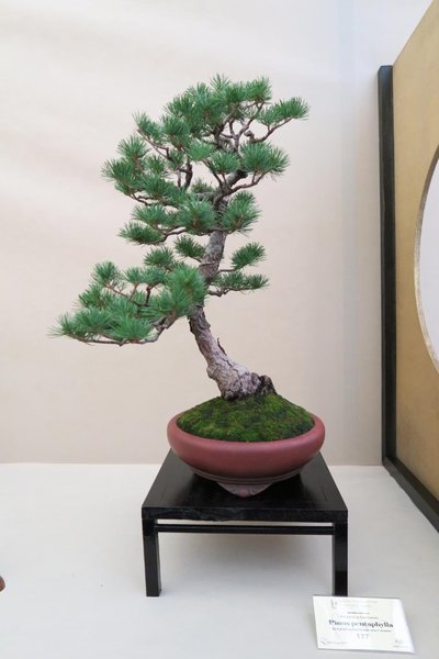 IMG_0521.jpg
