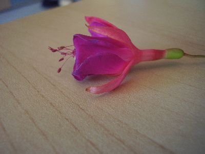 eigentlich hatte sie auch eine blüte die aber durch transport abgefallen ist