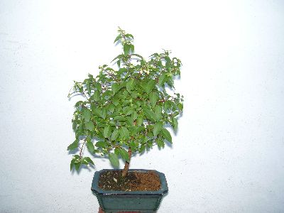 vorne