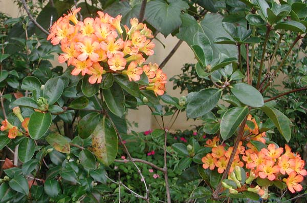 tropischer Rhododendron