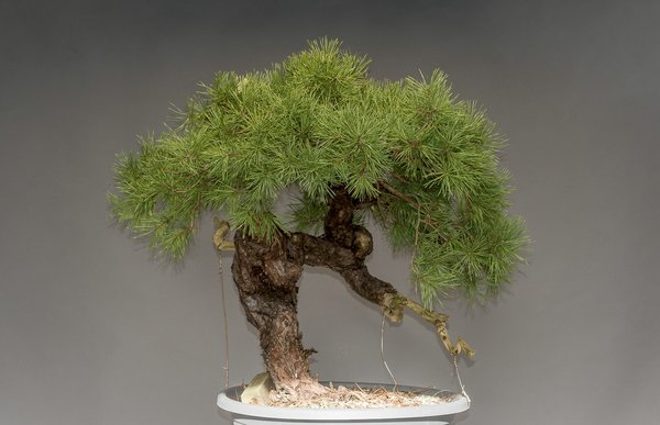 Demo Baum Nr. 1 - Werner Busch