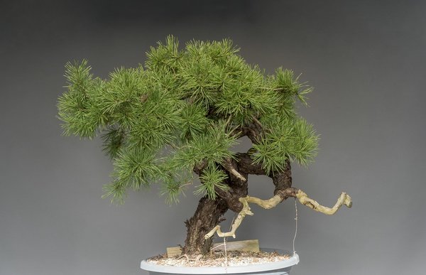 Demo Baum Nr. 1 - Werner Busch