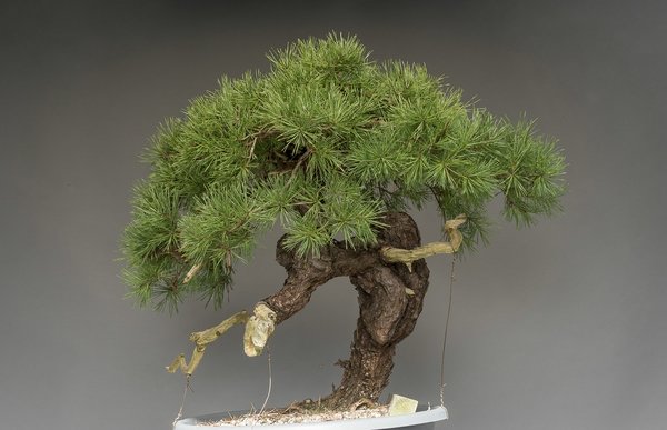 Demo Baum Nr. 1 - Werner Busch