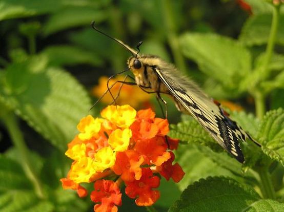 Schmetterling 1.jpg