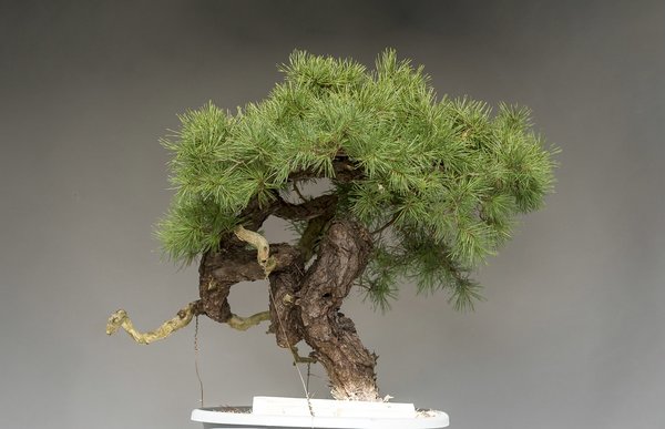 Demo Baum Nr. 1 - Werner Busch
