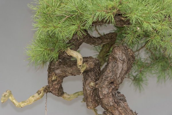 Demo Baum Nr. 1 - Werner Busch