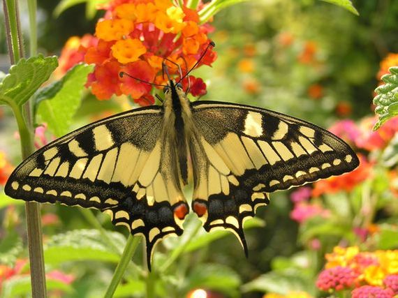 Schmetterling 2.jpg