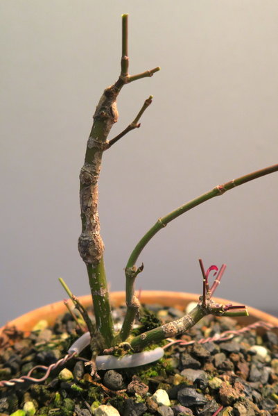 Nov 2017: es sind einige Triebe und Knospen am Stammfuß, mal sehen wie sich das weiterentwickelt
