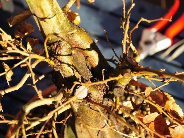 Wundfläche und Kallus Dezember 2017