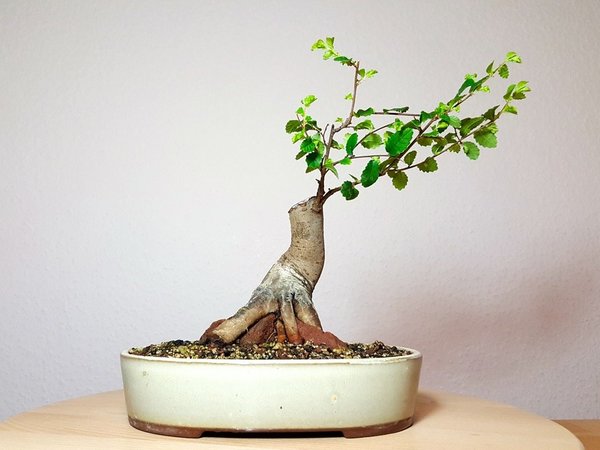 mit Schale 18cm hoch