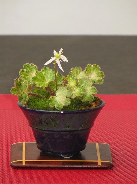 Saxifraga von Lotte