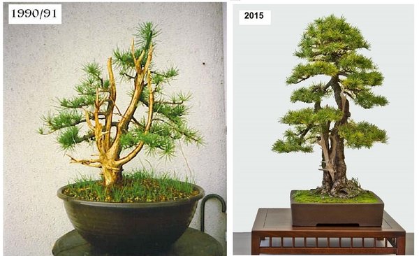 larix 1991-2015 a.jpg