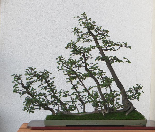 2016-09  getopft, Schale 75 cm