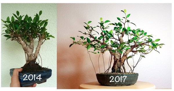 Ficus microcarpa