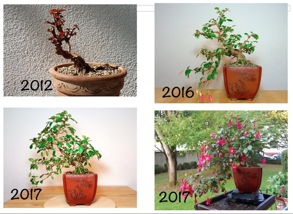 Fuchsie