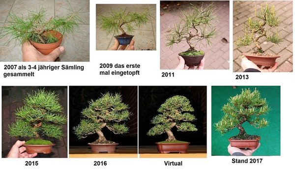 sylvestris 2007 -2017.jpg