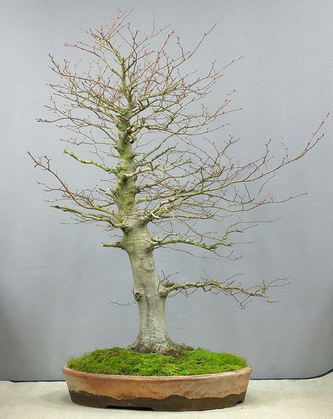 So ist der Baum 2013 zu mir gekommen