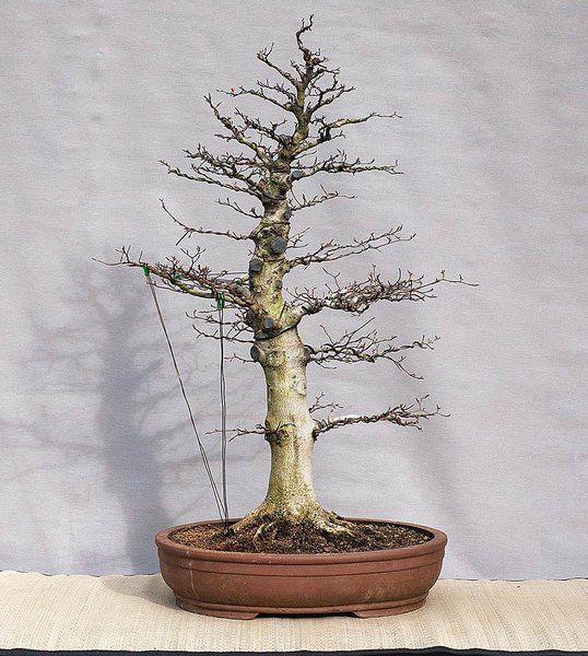 Der Baum im Frühjahr 2017
