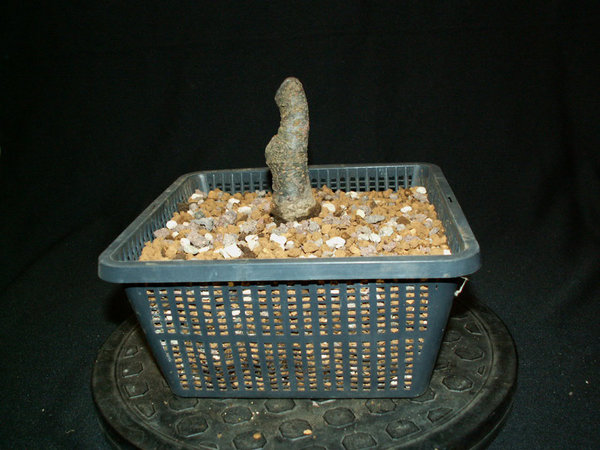 chin-Ulme-2011.jpg