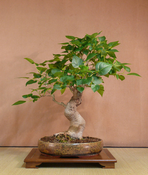 P1210830k.JPG