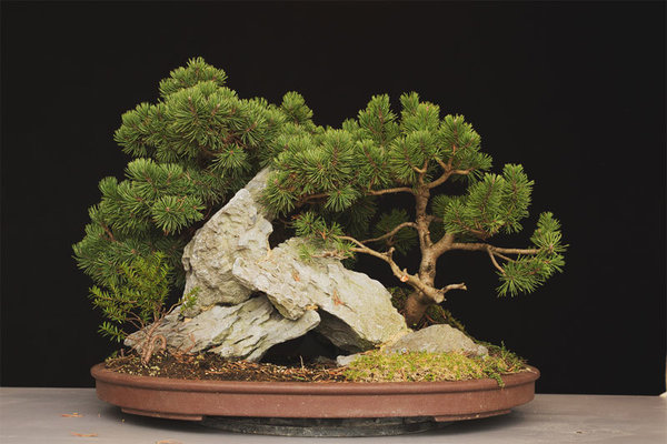 pinus-mugo-front-Kopie.jpg