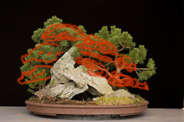 pinus-mugo-front-x.jpg