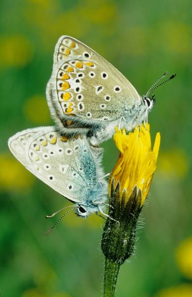 Hauhechelbläuling (Polyommatus icarus).jpg