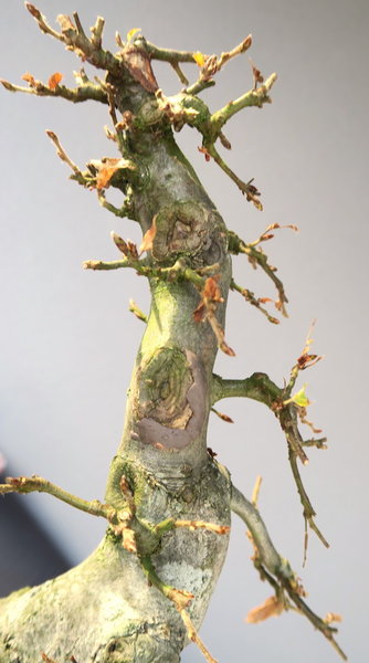 Detail des "Linksauslegers" von Seite 1 fotographiert