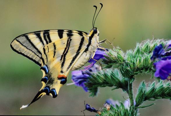Segelfalter (Iphiclides podalirius)1.jpg