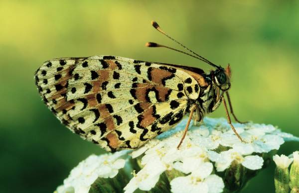 Roter Schneckenfalter (Melitaea didyma).jpg