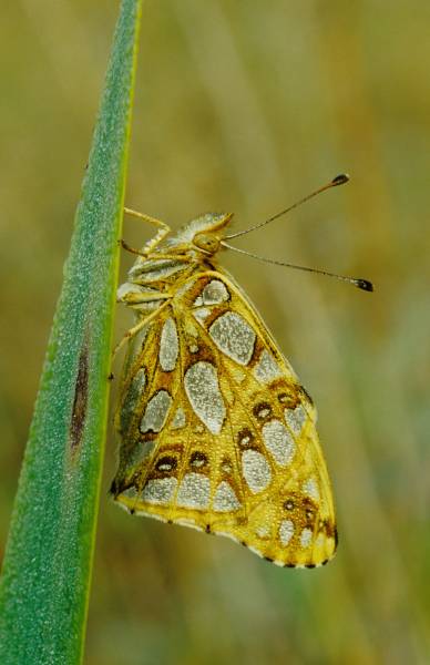 kleiner Perlmutterfalter (Issoria lathonia).jpg