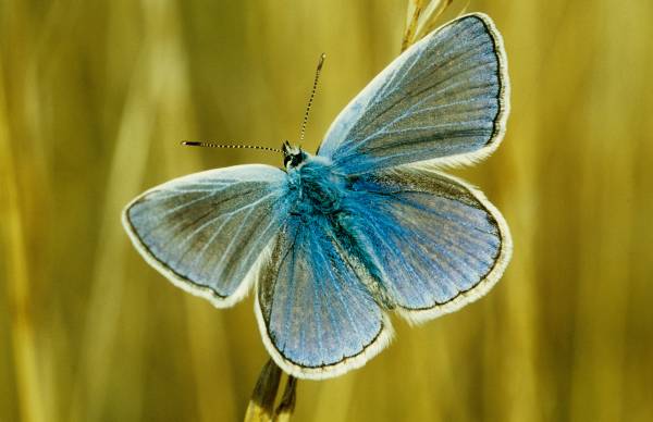 Himmelblauer Blaeuling (Lysandra bellargus ROTT.).jpg