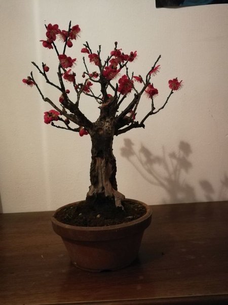 prunus mume1.jpg